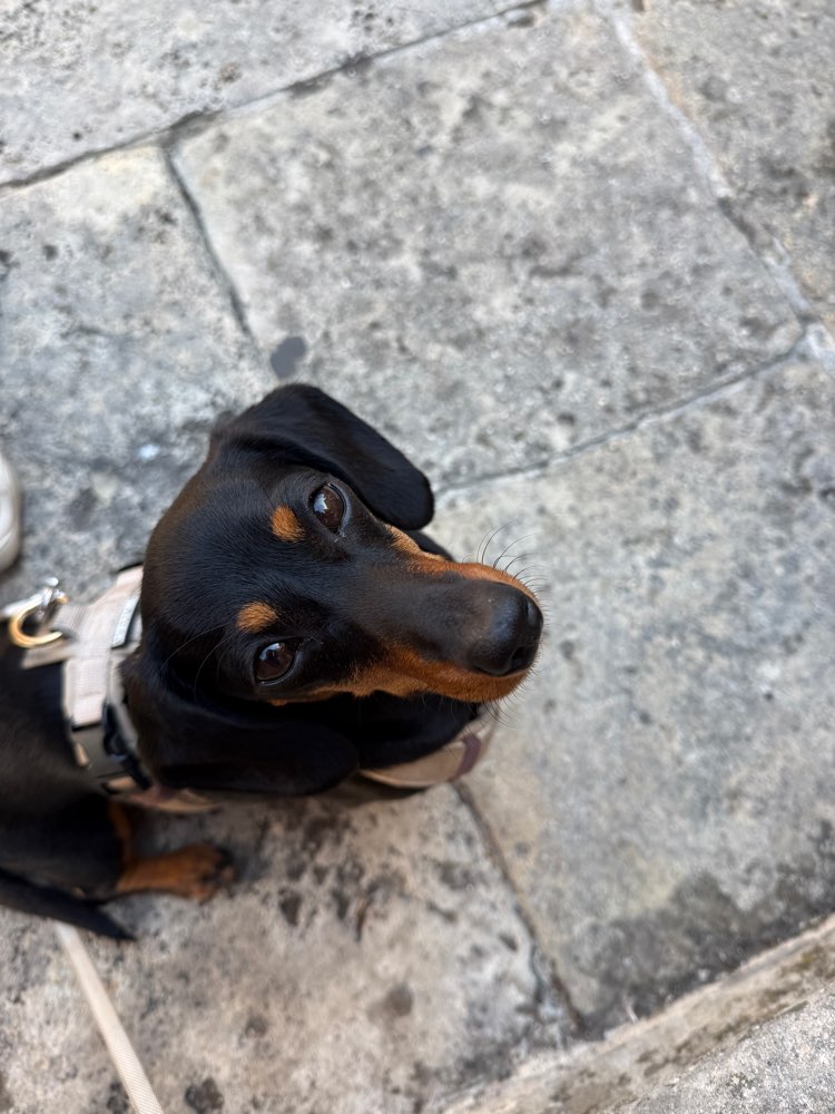 Hundetreffen-Dackeltreffen, Erftstadt 🐶-Profilbild