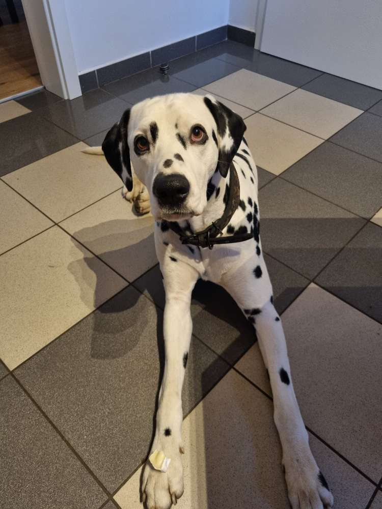 Hundetreffen-Gemeinsames Spazierengehen-Profilbild