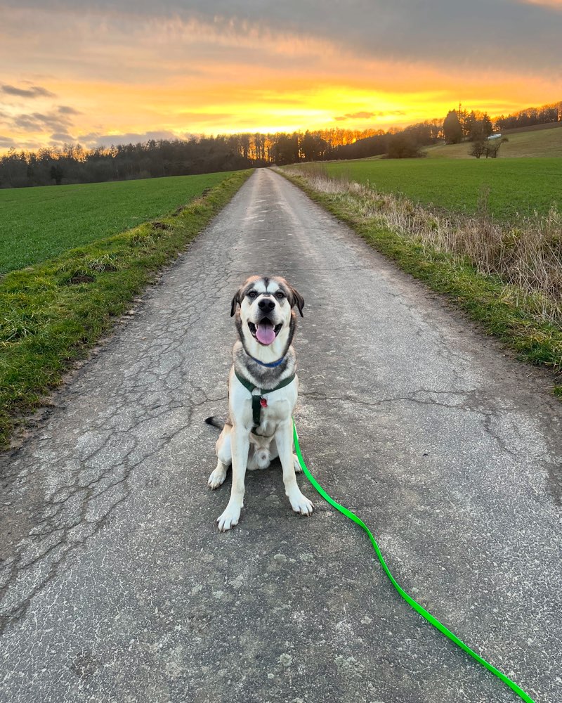Hundetreffen-Sozialisierung, Hundetreff, Sozialkontakte-Profilbild
