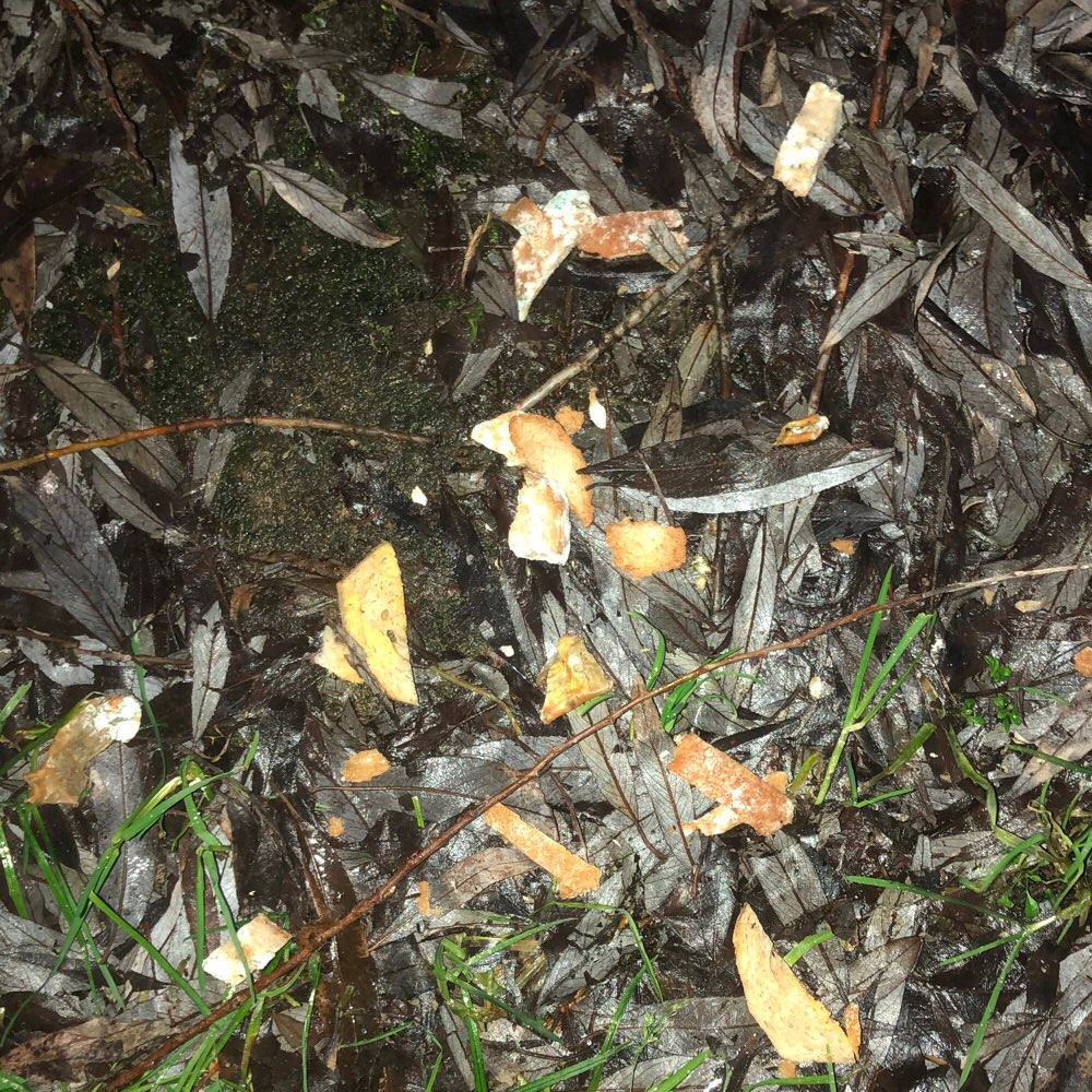 Giftköder-Brotkrümel-Profilbild