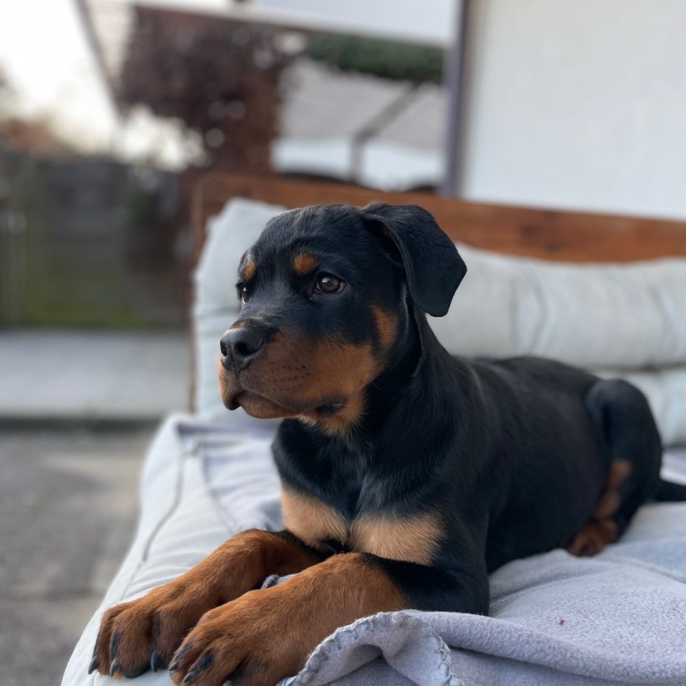 Hundetreffen-Sparzieren-Profilbild