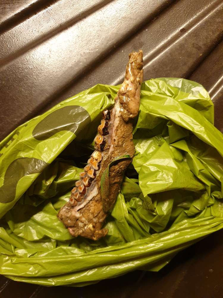 Giftköder-Tierknochen-Profilbild