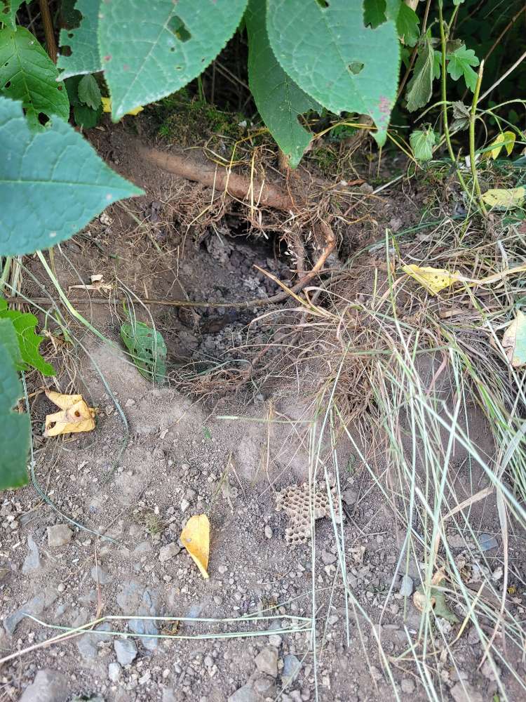 Giftköder-Erdwespen Nest-Profilbild