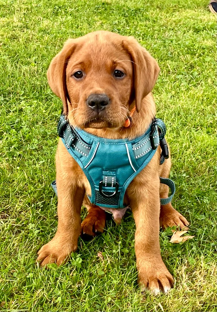 Hundetreffen-Welpentreffen-Profilbild