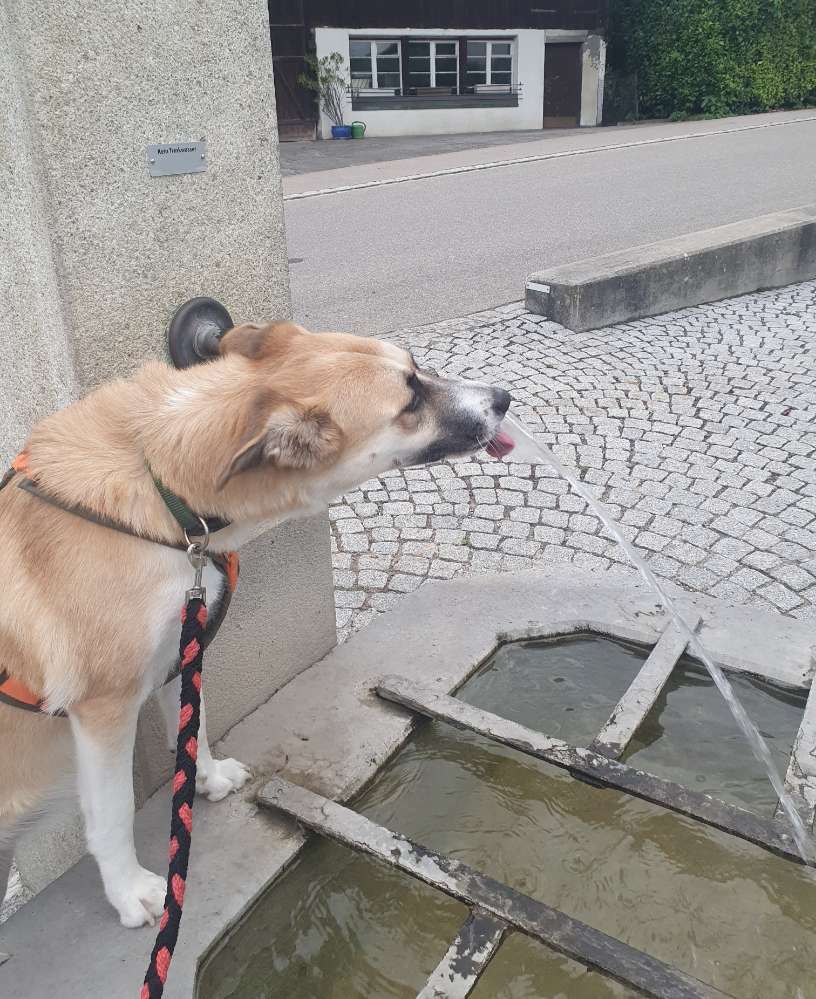 Hundetreffen-"Kontrolliertes" spazieren 😅-Profilbild