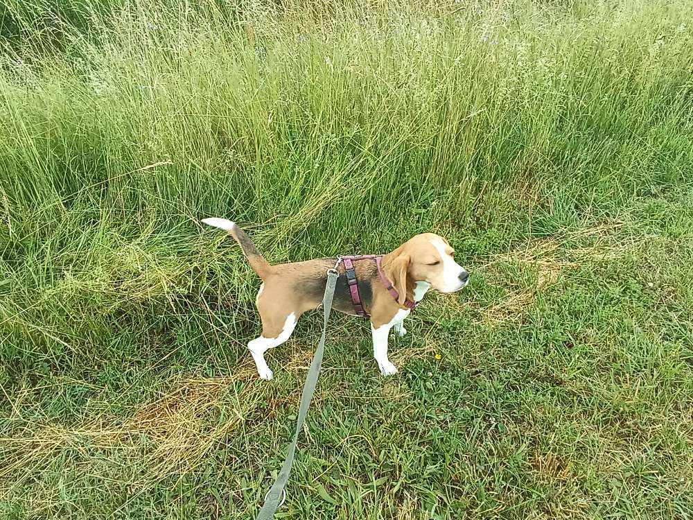 Hundetreffen-Gassi gehen mit Leine-Profilbild