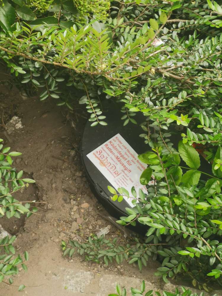 Giftköder-Giftköder depots und tote Ratten / Mäuse-Profilbild