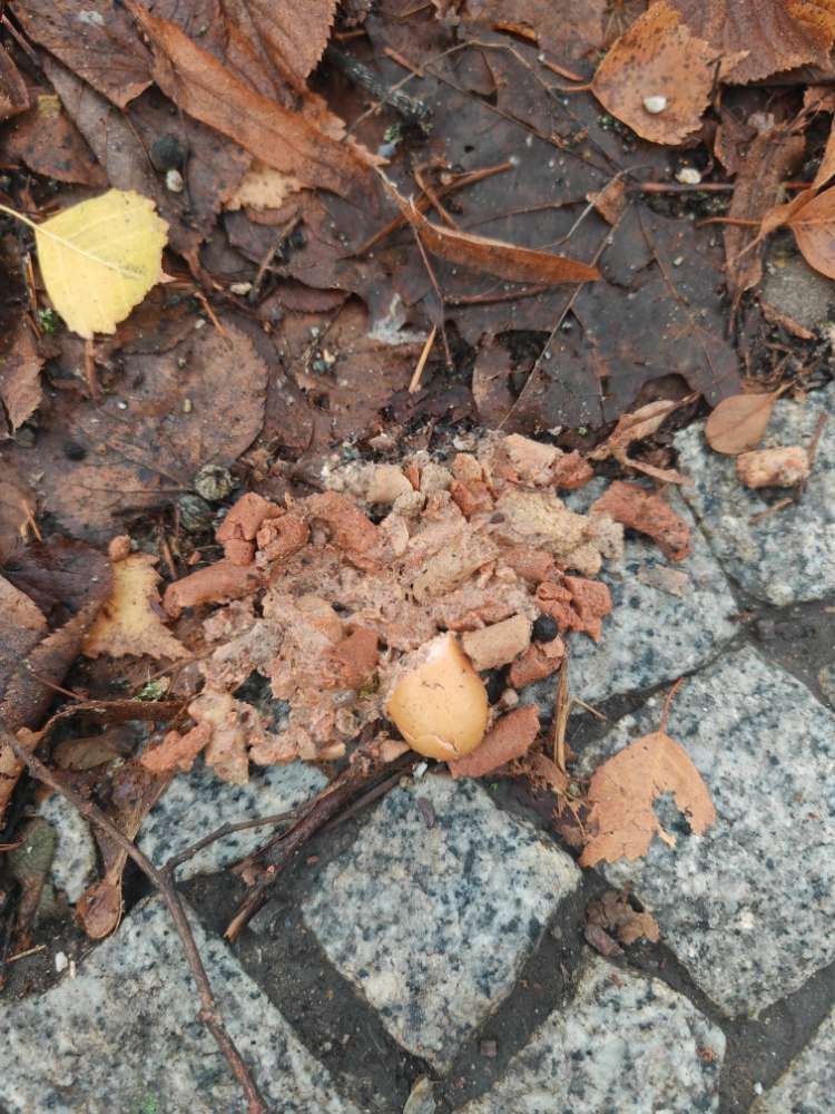 Giftköder-Trockenfutter und Wurststückchen-Profilbild