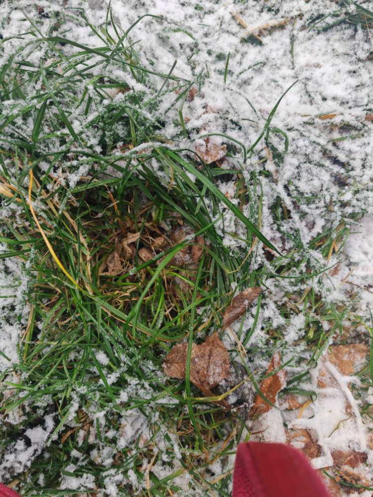 Giftköder-Leckerlies & etwas weißes im Gras-Profilbild