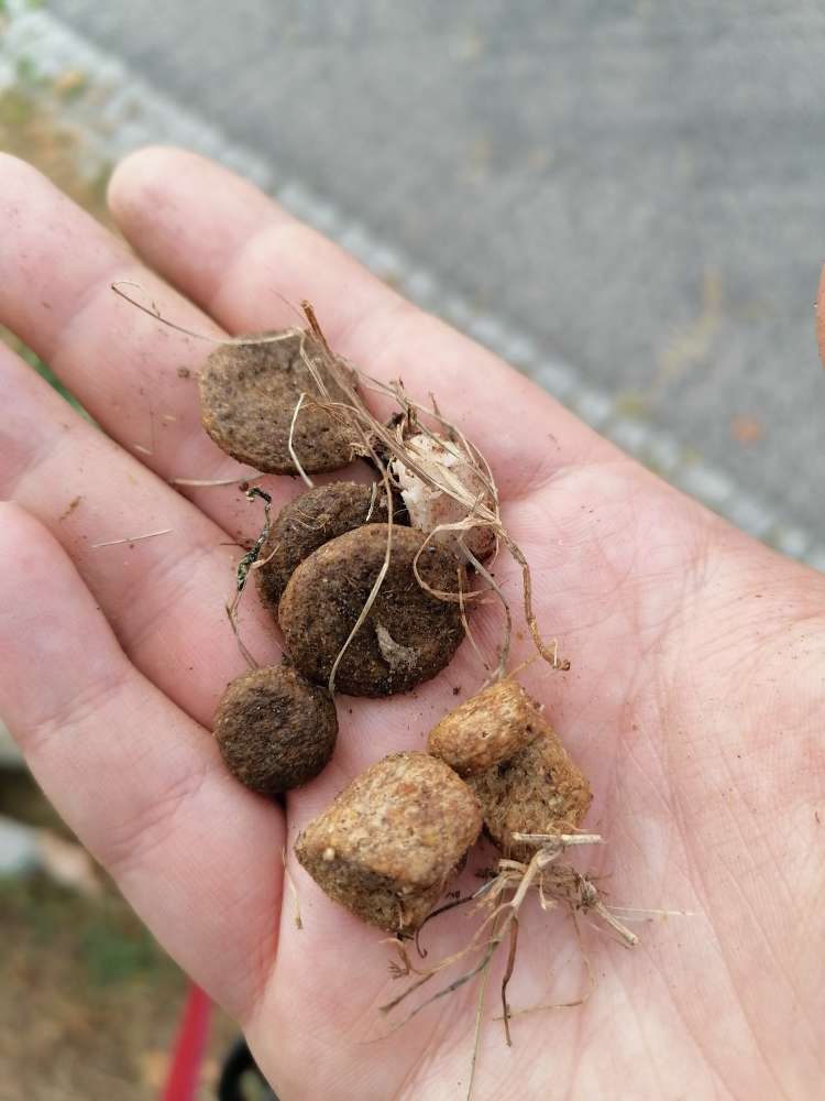 Giftköder-Leckerlies und Stück Fleisch im Gras-Profilbild