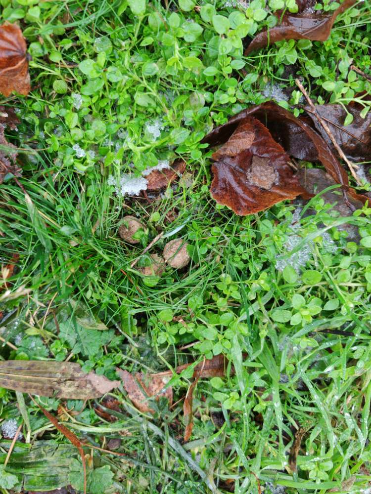 Giftköder-Leckerlies im Gras unter Blatt versteckt-Profilbild