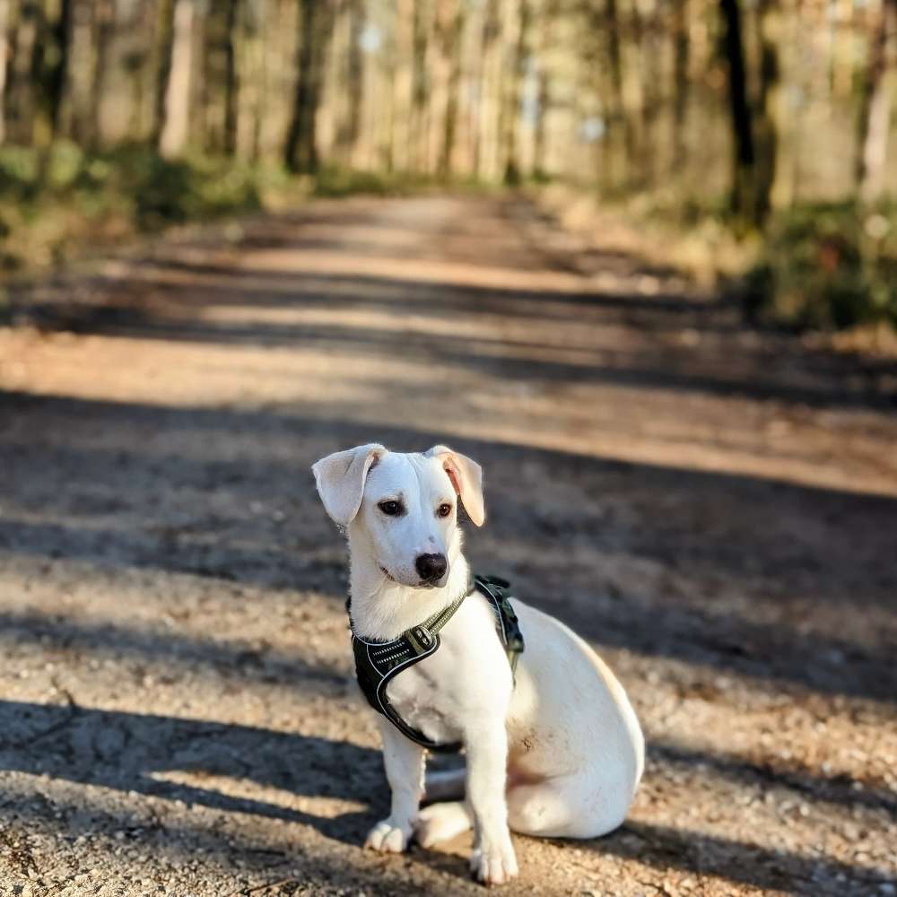Hundetreffen-Hundebegegnungen üben-Profilbild