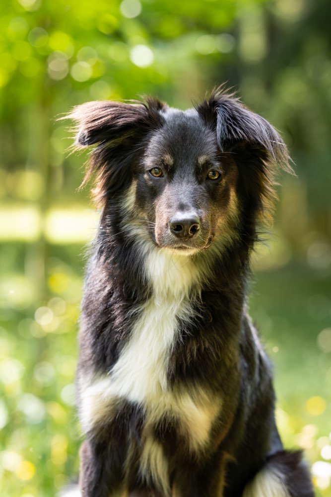 Hundetreffen-Trainingsspaziergang-Profilbild