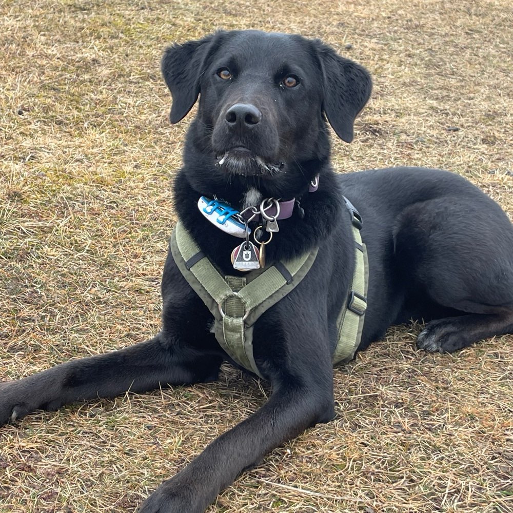 Hundetreffen-Hundekontakte gesucht-Profilbild