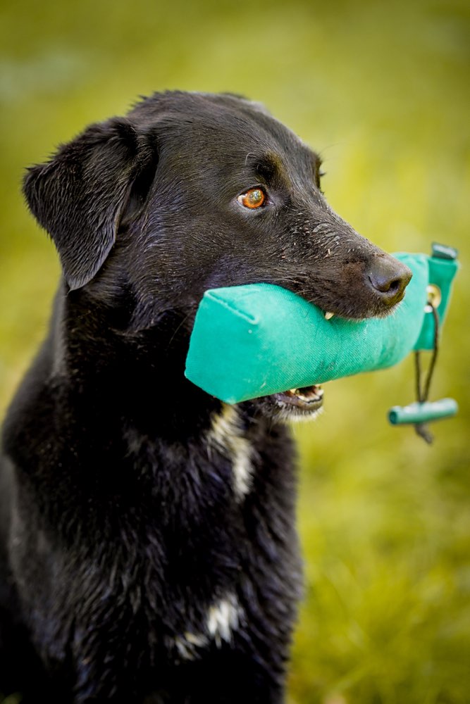 Hundetreffen-Regelmäßiges Dummytraining-Profilbild
