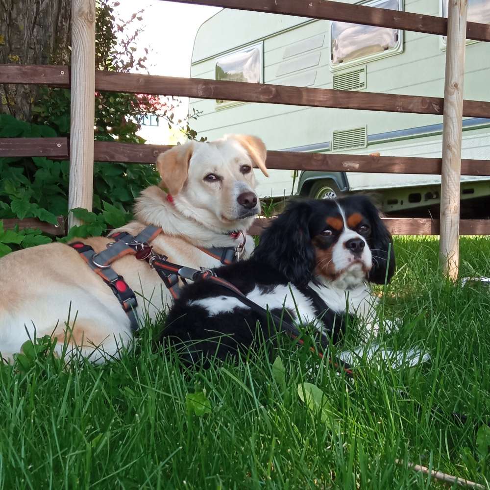 Hundetreffen-Hundespielenrunde auf ein großes Feld-Profilbild