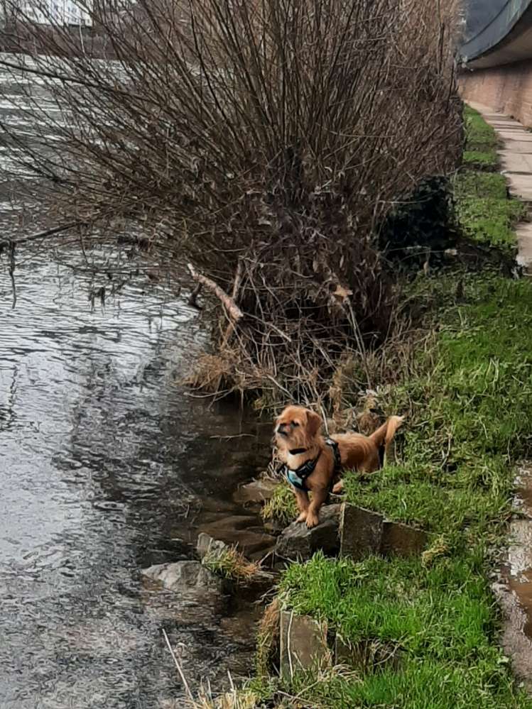 Hundetreffen-Spielgefährtinnen Gesucht😊-Profilbild