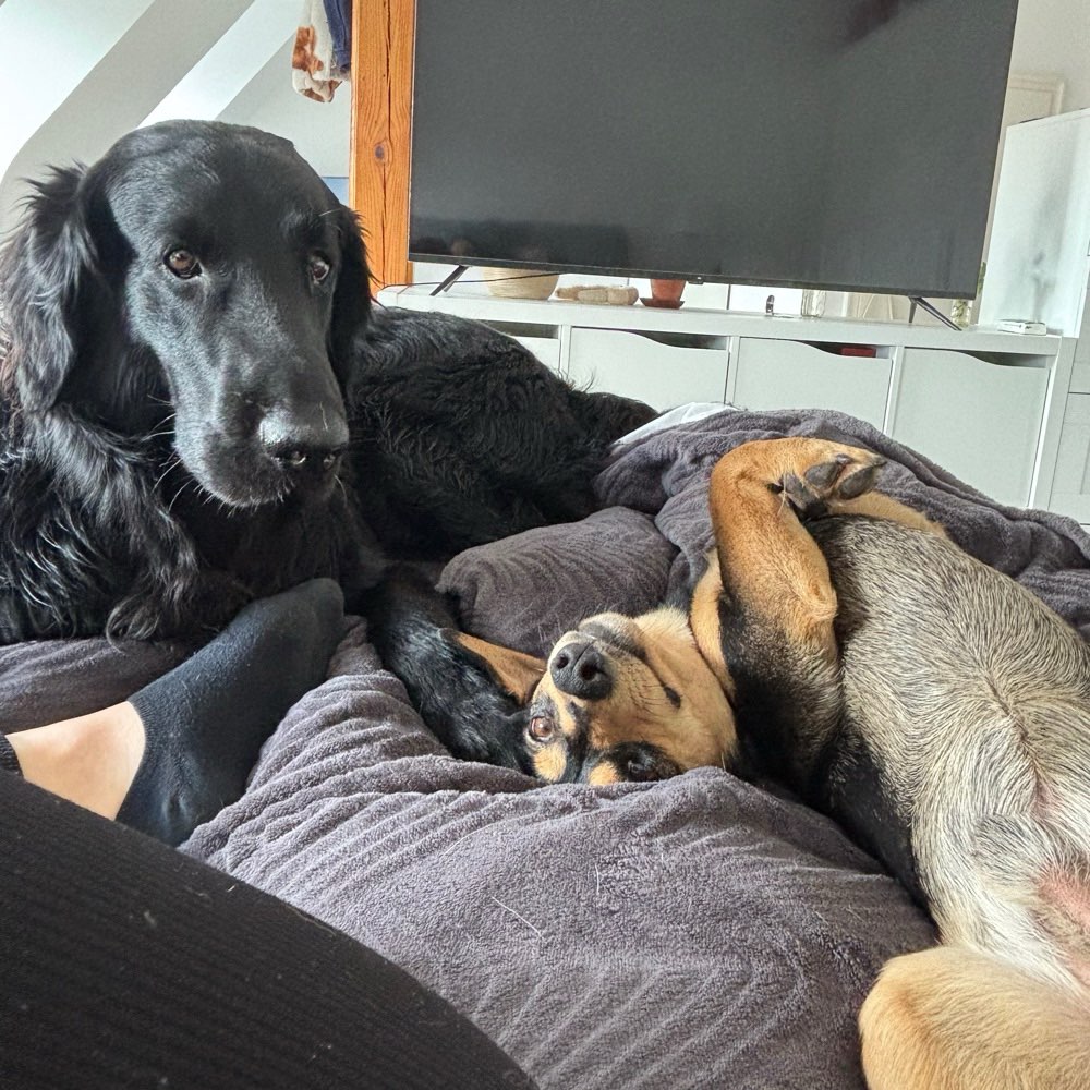 Hundetreffen-Hundetreffen Nürnberg Nord/Ost-Profilbild