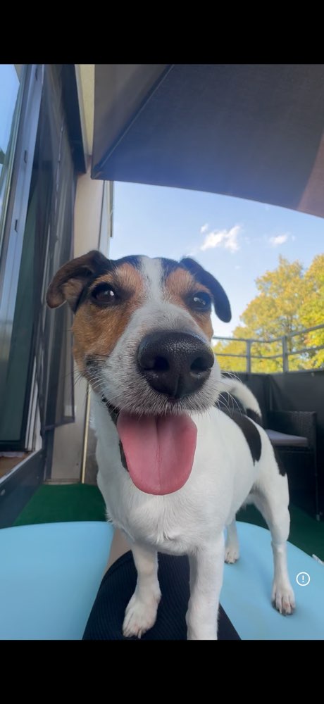 Hundetreffen-Spielefreund-Profilbild