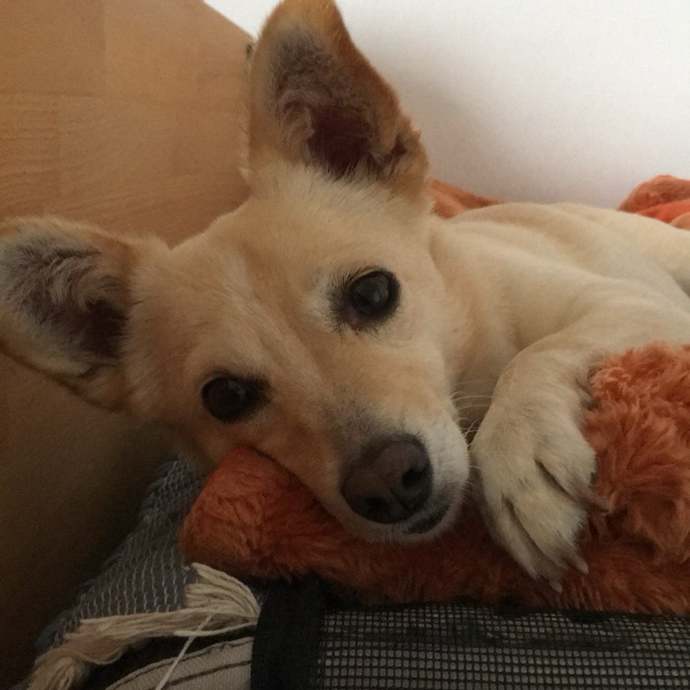 Hundetreffen-Kleine Hundeseniorin sucht Gassikumpels-Profilbild