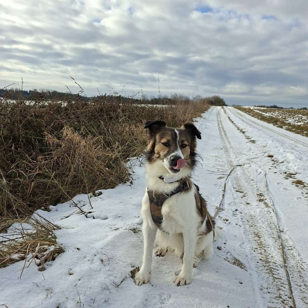 Hundetreffen-Training Hundebegegnungen-Profilbild