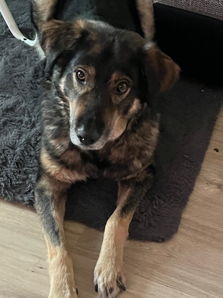 Hundetreffen-Schnuppern-Profilbild