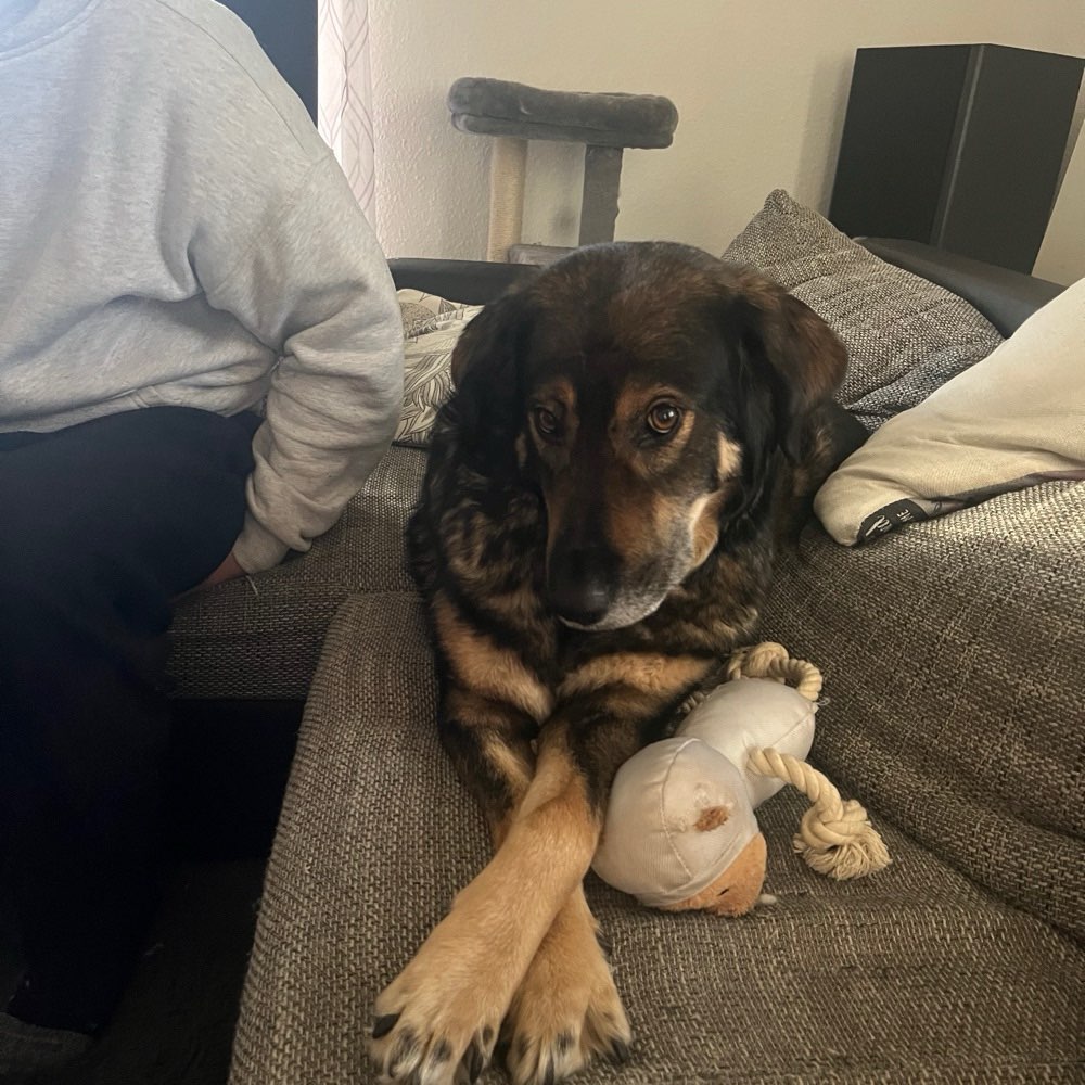 Hundetreffen-Schnuppern-Profilbild