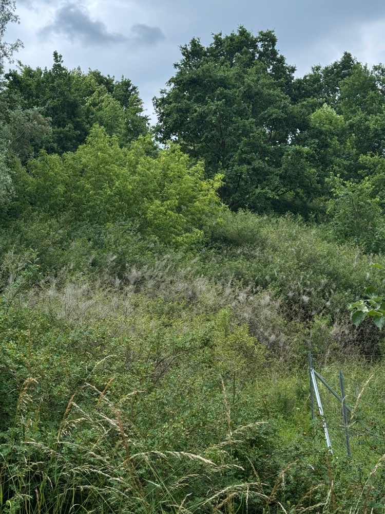 Giftköder-Eichen-Prozessionsspinner-Profilbild