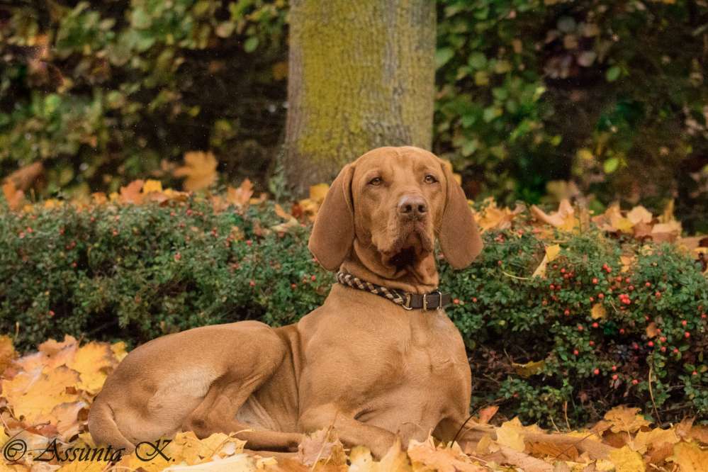 Hundetreffen-Spiel und Gassirunde-Profilbild