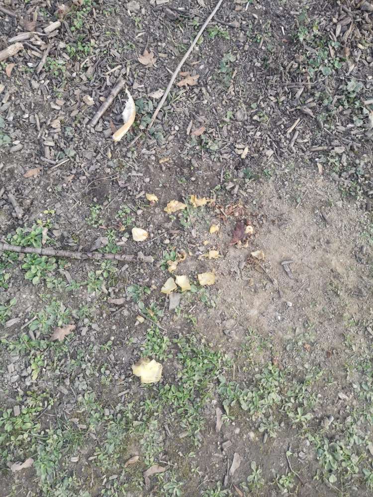 Giftköder-Speck und diverses mit Pulver-Profilbild