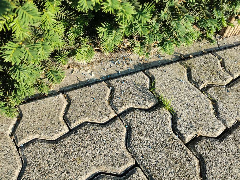 Giftköder-Blaue Kuegelchen-Profilbild