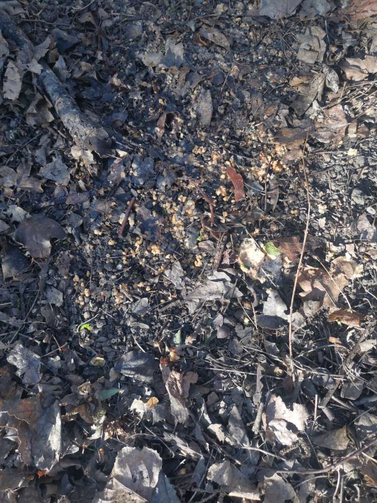 Giftköder-Dubiose Speisereste verteilt-Profilbild