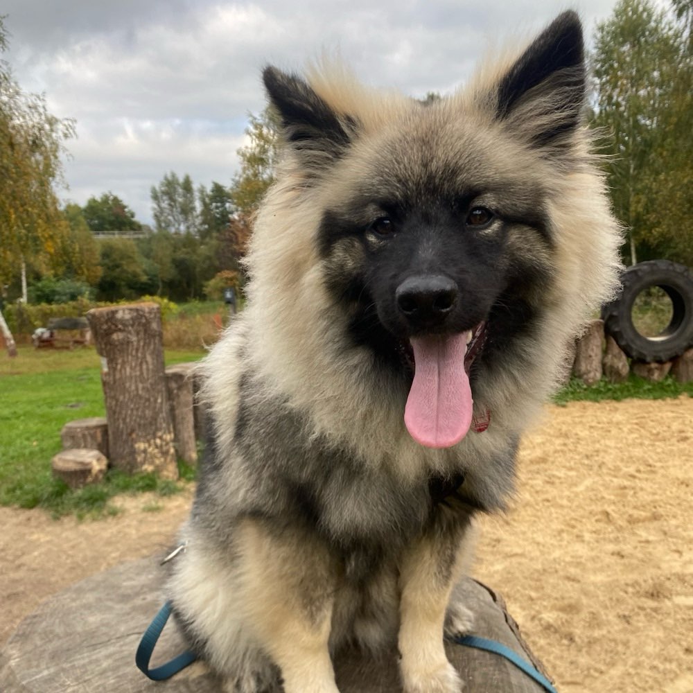 Hundetreffen-Junghunde -Treff in Harburg/Seevetal-Profilbild