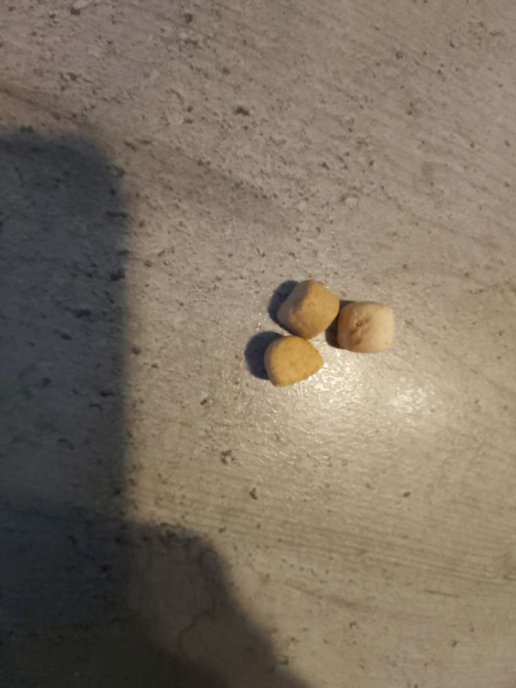 Giftköder-Möglicher Giftköder-Profilbild