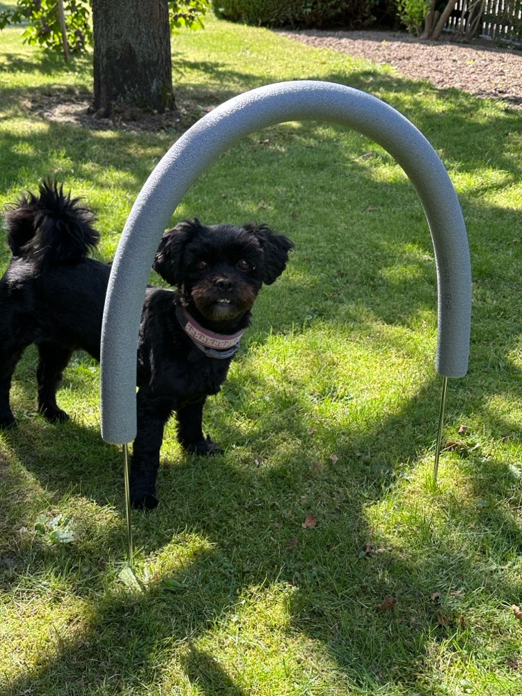Hundetreffen-Spaziergang mit Übungseinheiten-Profilbild