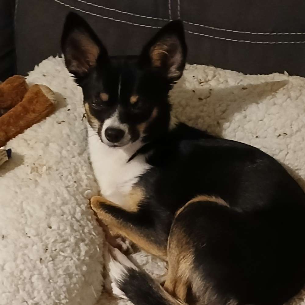 Hundetreffen-Spieltreffen-Profilbild