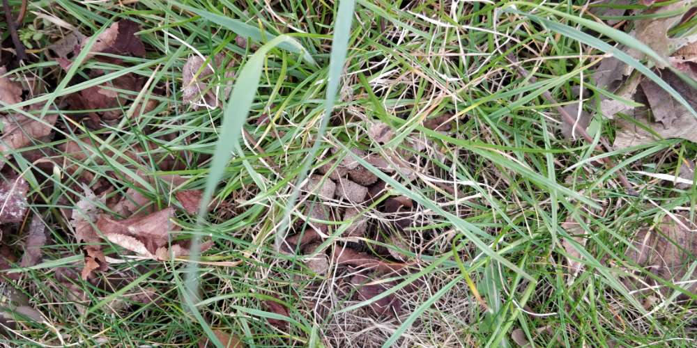 Giftköder-Trockenfutter-Profilbild