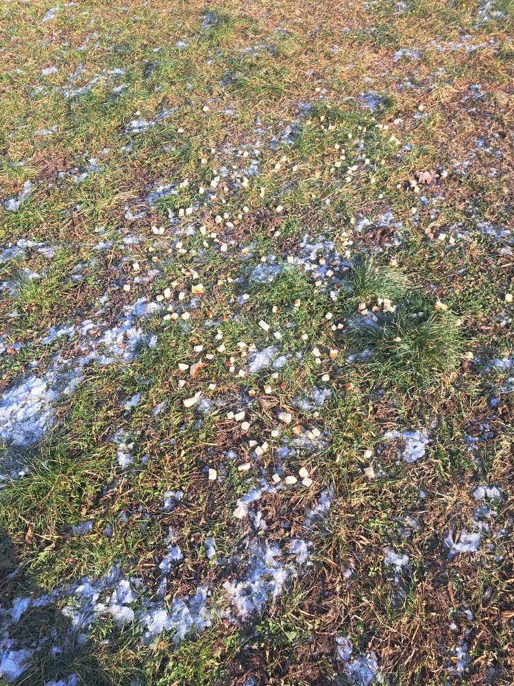 Giftköder-Eventuell Giftköder ?-Profilbild