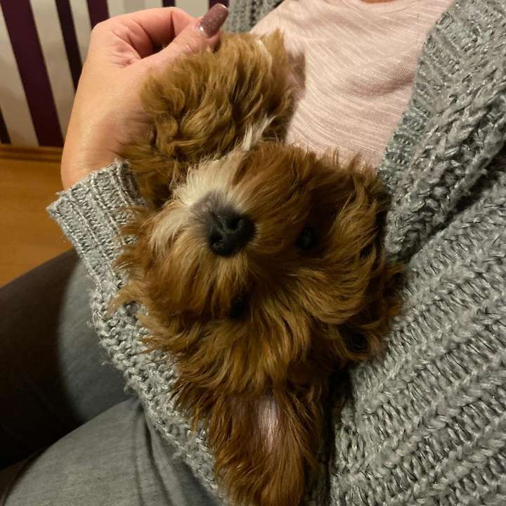 Hundetreffen-Welpentreffen in Habichtswald-Profilbild