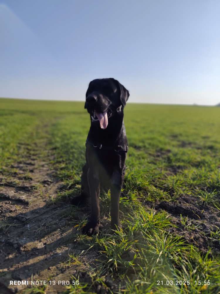 Hundetreffen-Hundetraining-Profilbild