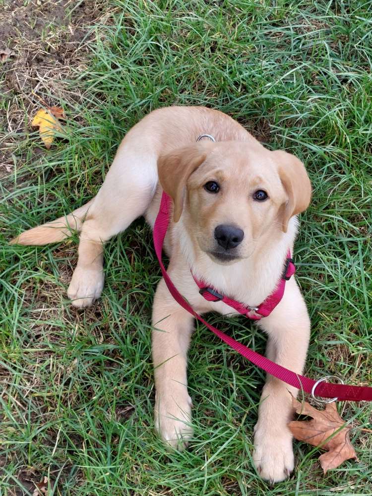 Hundetreffen-Spielen und Gassigehen mit anderen Welpen-Profilbild