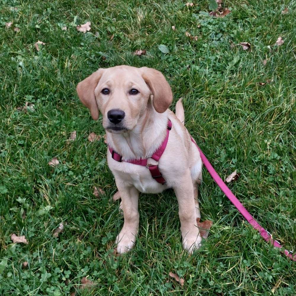 Hundetreffen-Spielen und Gassigehen mit anderen Welpen-Profilbild