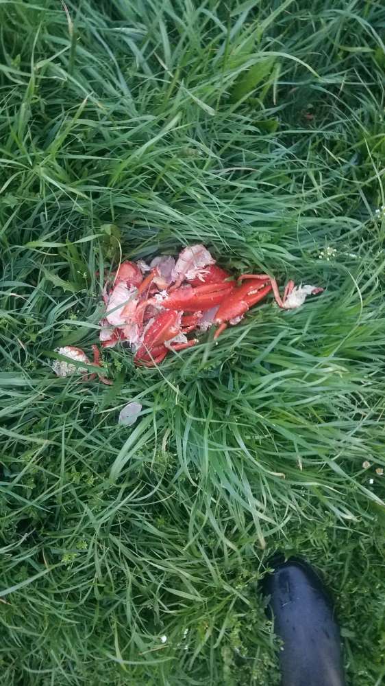 Giftköder-Ausgelegte Reste-Profilbild