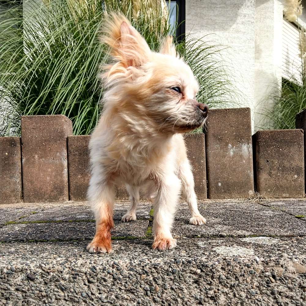 Hundetreffen-Spazieren gehen mit Prince-Profilbild