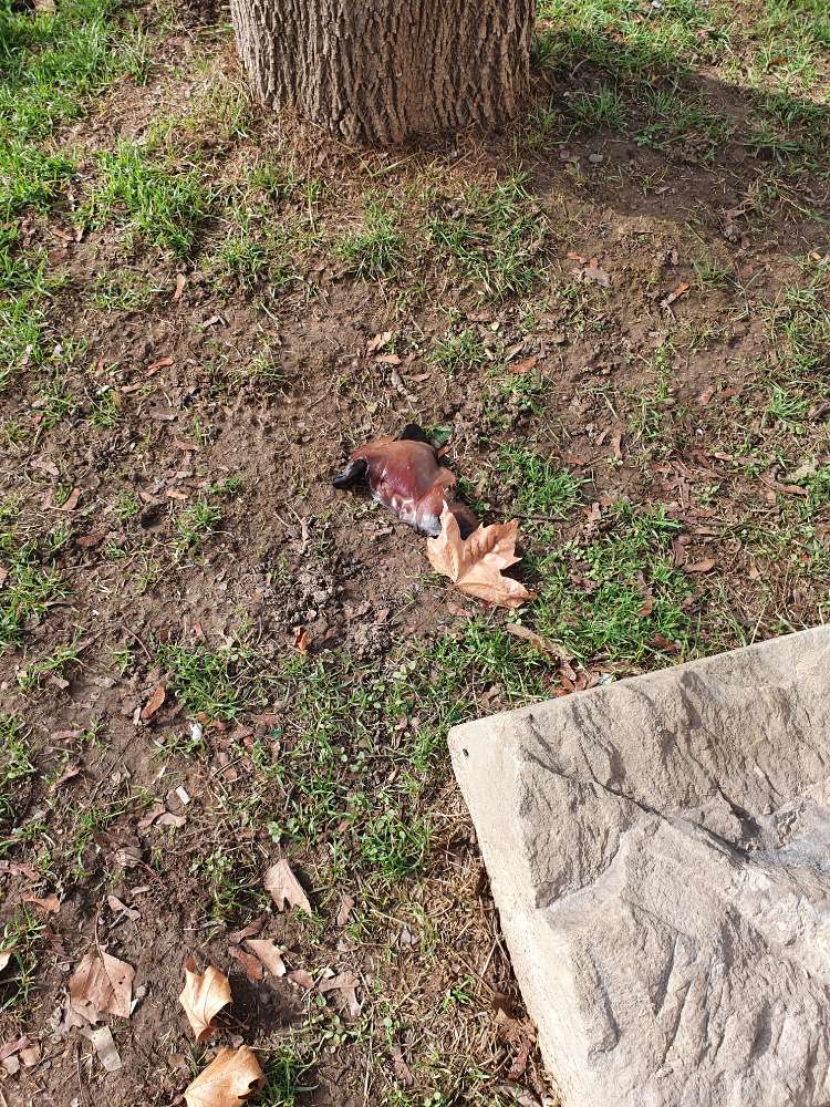 Giftköder-Fleisch-Profilbild