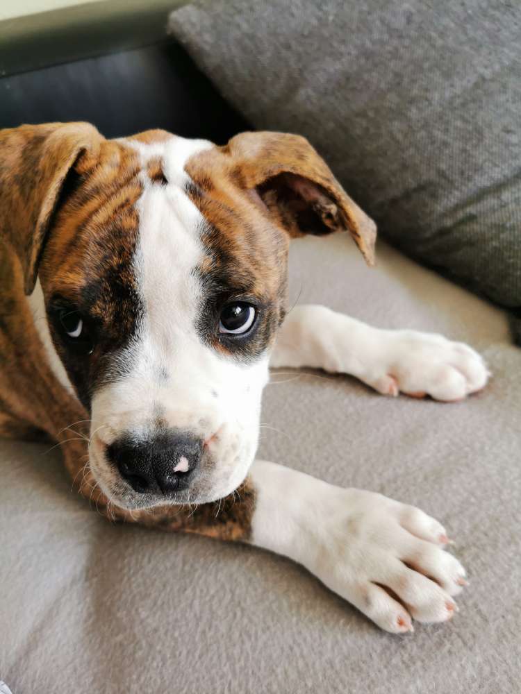 Hundetreffen-Welpentreff Wolfsburg-Profilbild