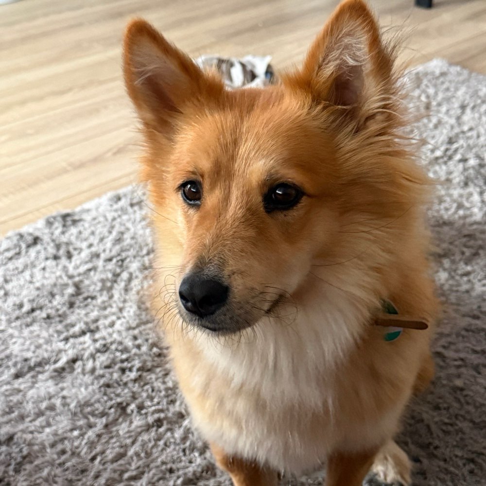 Hundetreffen-Alani sucht neue Freunde-Profilbild