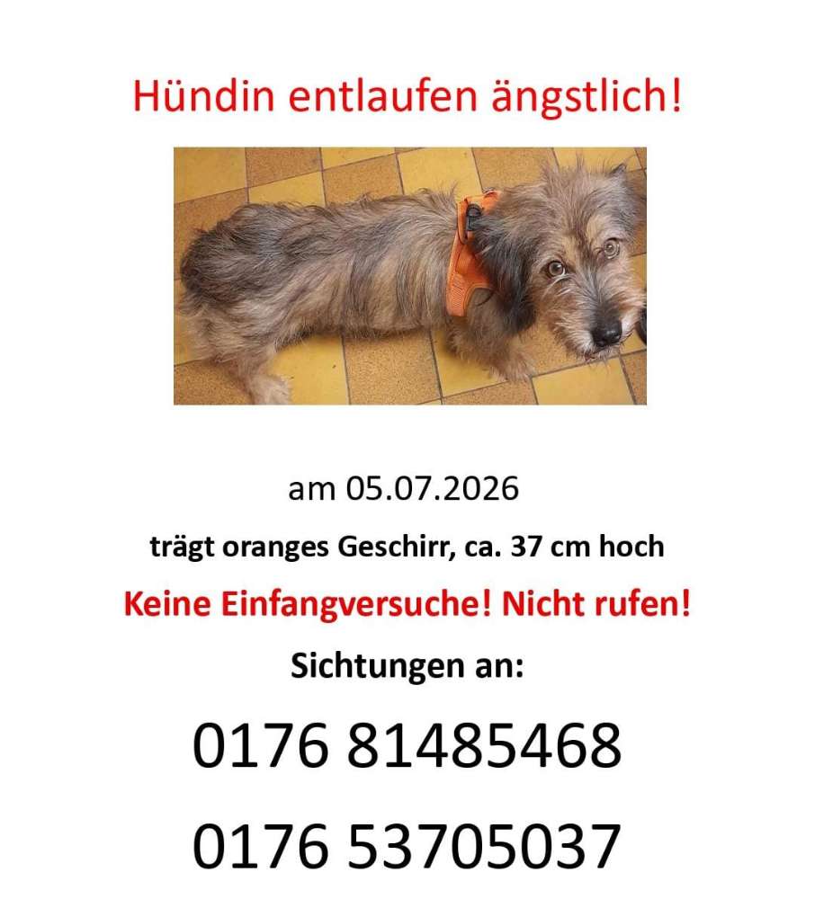 Suchmeldung-Hatschi Angsthündin-Profilbild