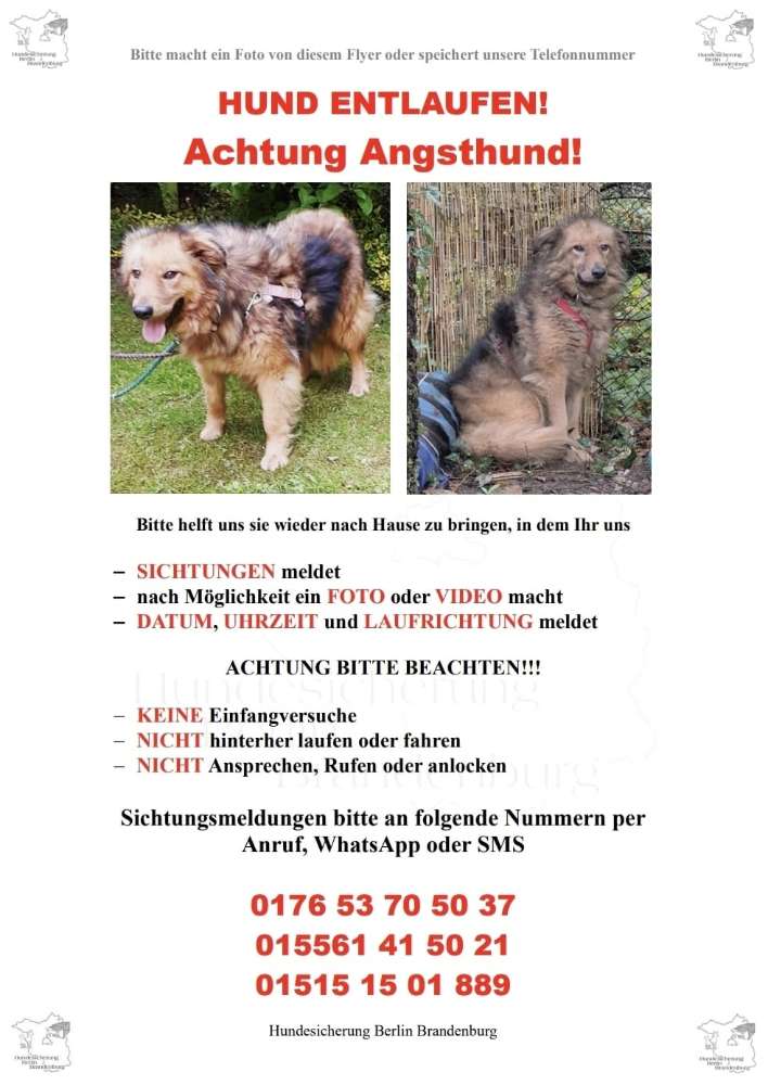 Suchmeldung-🚨 Angsthund 🚨 gesichtet in Fredersdorf-Profilbild