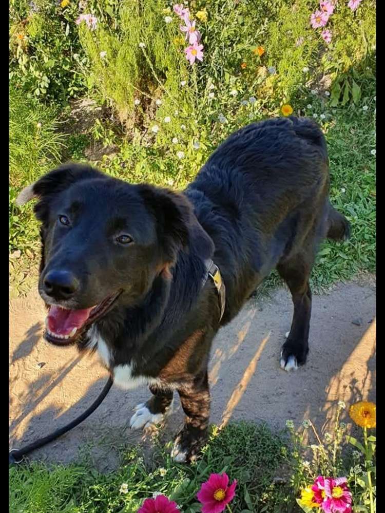 Suchmeldung-Milow Angsthund-Profilbild